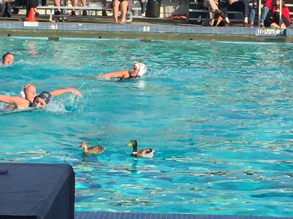 DVC water polo to State its case